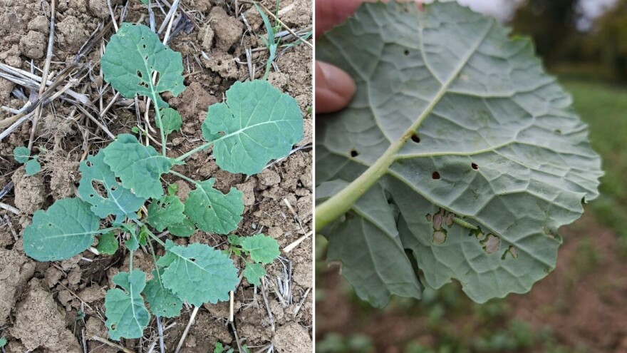 Pregledajte usjev: Ovo su kritični pragovi štetnosti na uljanoj repici