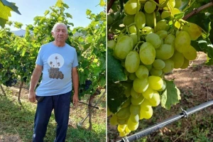 Srećku je "merak da si ima lojze"  - čuva stare i proizvodi nove sorte grožđa