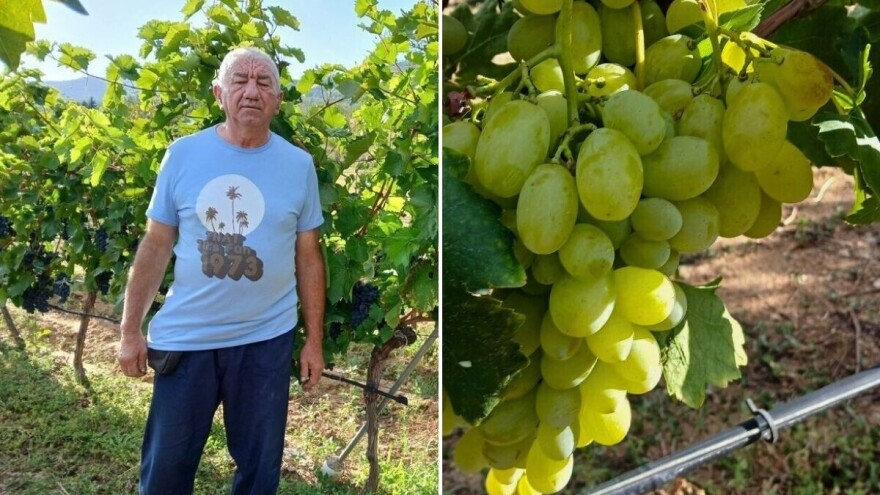 Srećku je "merak da si ima lojze"  - čuva stare i proizvodi nove sorte grožđa