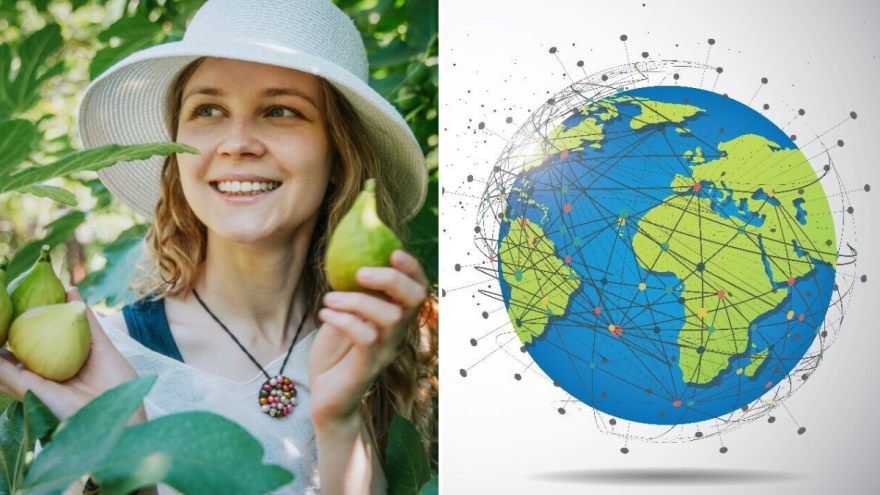 Smokva: Od biblijskog lista do globalne delicije