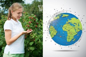Malina: Crveno zlato svetske i regionalne poljoprivrede