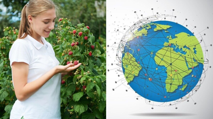 Malina: Crveno zlato svetske i regionalne poljoprivrede