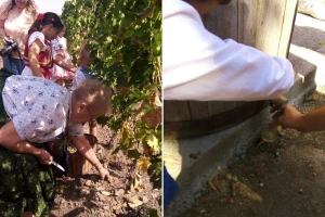 Bili smo na čuvenoj berbi grožđa u Aradcu - ovde vinogradari čuvaju tradiciju