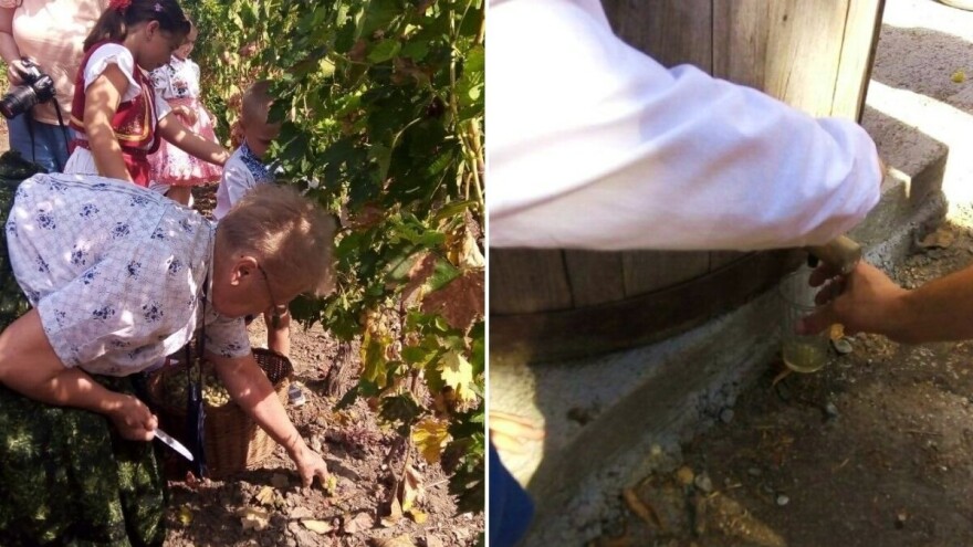 Bili smo na čuvenoj berbi grožđa u Aradcu - ovde vinogradari čuvaju tradiciju