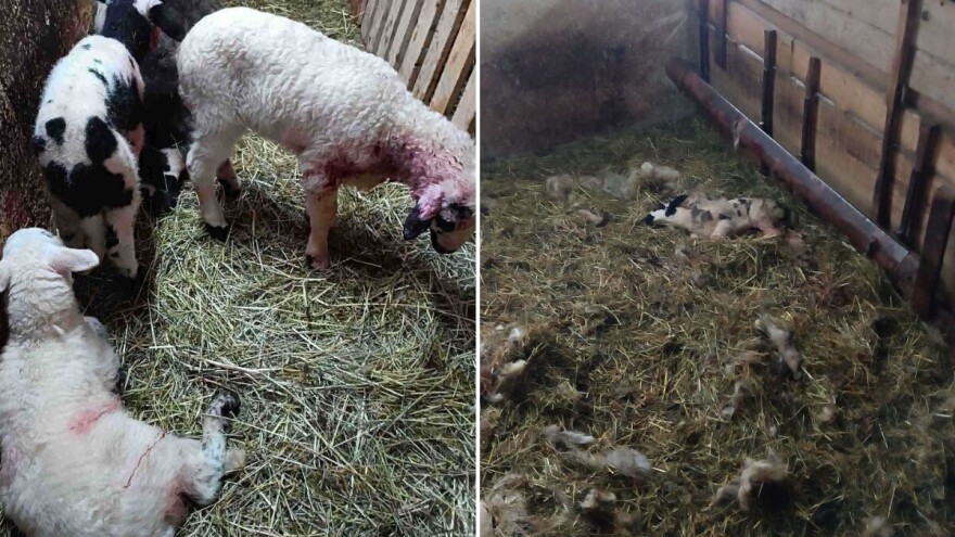 Uznemirujući sadržaj: Psi lutalice usmrtili pola Sabahudinovog stada