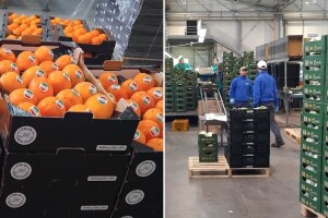 Nema zime za organske proizvode u Italiji