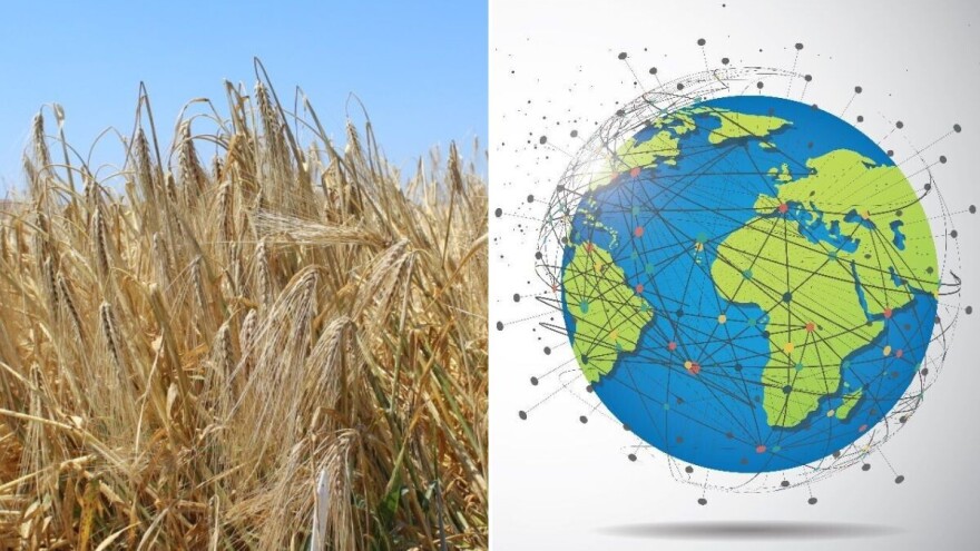 Ječam: svestrani izvor hrane, piva i zdravlja