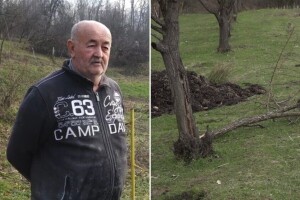 Umjesto rezidbe, sijeku uništena stabla: "Ne znam šta dalje"