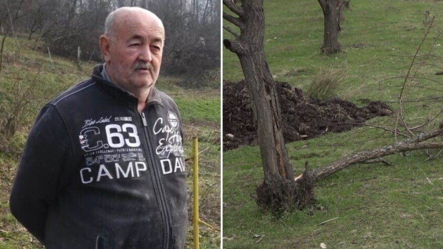 Umjesto rezidbe, sijeku uništena stabla: "Ne znam šta dalje"