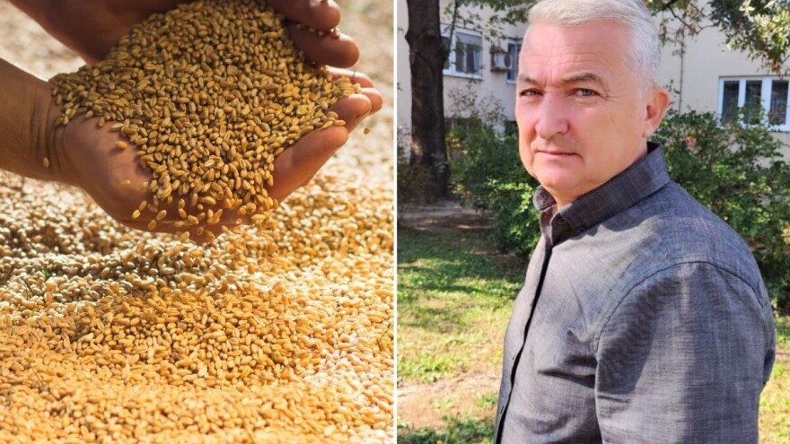 Da li čekati ili prodati odmah? Koja je dobra vest za proizvođače pšenice?