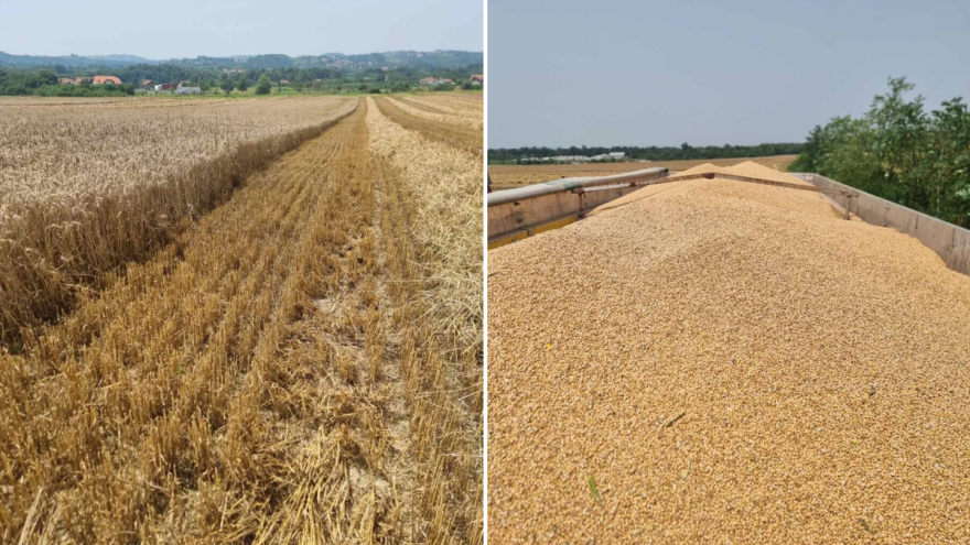 Hoće li se ratari izvući iz "debelog minusa": Pšenica dobra, a cijena?