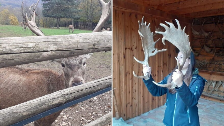 Više od 200 jelena na obiteljskom ranču OPG-a Bičanić