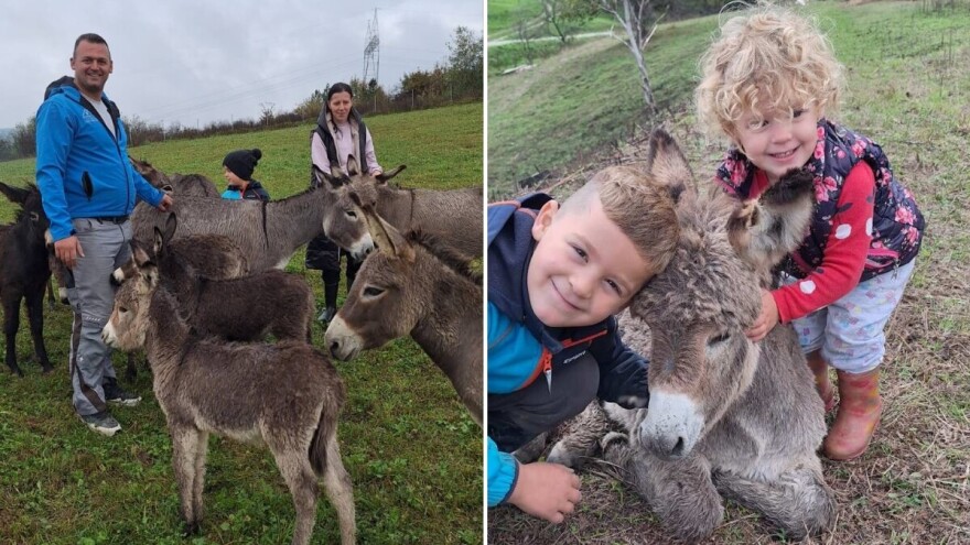 Kupili su djeci magarca, a onda ih je krenulo: Sad imaju "ekipu" koja donosi zaradu
