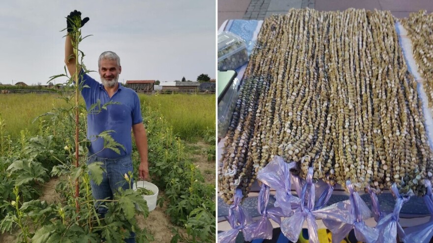 Uzgoj bamije u komšiluku: Italija ih zove, a motokultivator još sanjaju