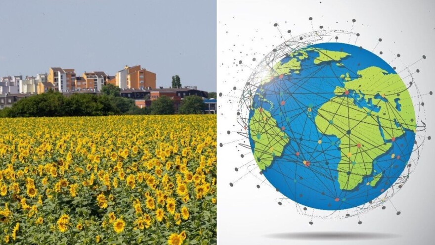 Suncokret: Zlatni cvijet poljoprivrede