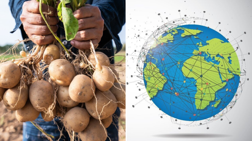 Krumpir, globalna supernamirnica u brojkama i činjenicama