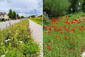 Odgađanje košnje dobro je za tlo, uštedu vode i bioraznolikost