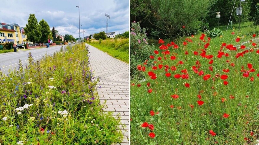 Odgađanje košnje dobro je za tlo, uštedu vode i bioraznolikost