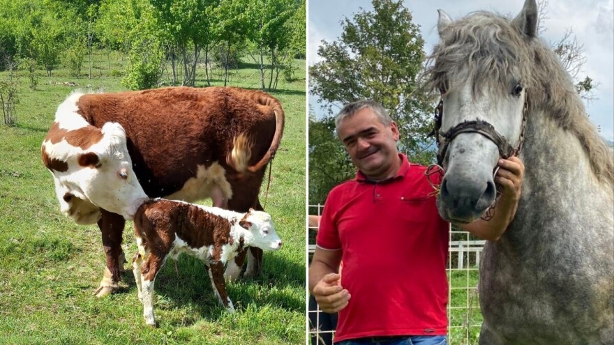 Uveo evropski red na selu, ali ne može maknuti od rupa: "Odrekao bih se poticaja za put"