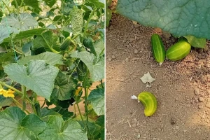 Uočene grinje i smrdibube na krastavcu: Šta poduzeti?