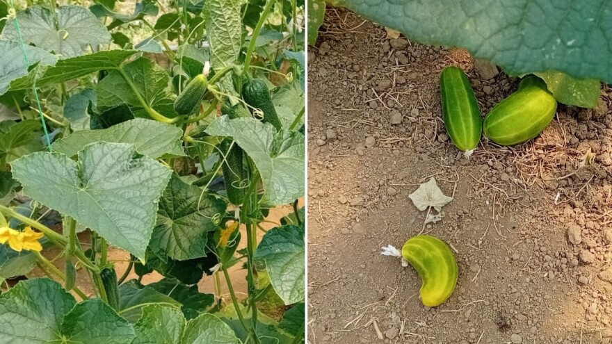 Uočene grinje i smrdibube na krastavcu: Šta poduzeti?