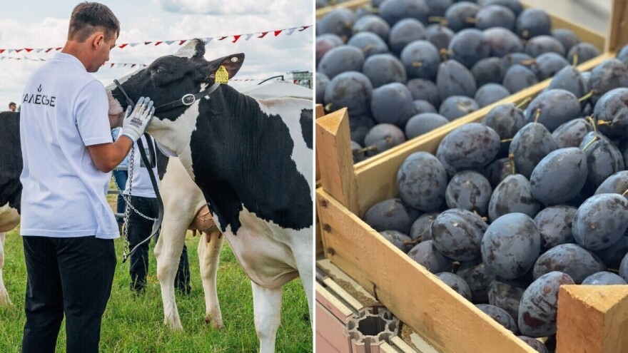 Na Sajmu šljive u Gradačcu prvi put i izložba mliječnih pasmina goveda