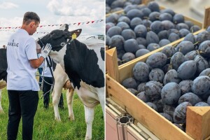 Izložba muznih goveda novitet na "Sajmu šljive" u Gradačcu