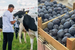 Izložba muznih goveda novitet na "Sajmu šljive" u Gradačcu