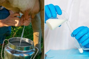 Žele da "muzu" bakterije: Escherichia coli bi mogla na izmuzište?