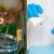 Žele da "muzu" bakterije: Escherichia coli bi mogla na izmuzište?