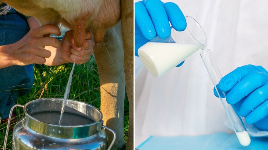 Žele da "muzu" bakterije: Escherichia coli bi mogla na izmuzište?