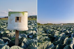 Njiva pod nadzorom: Od kako su postavili kamere, kradljivac kupusa ne dolazi