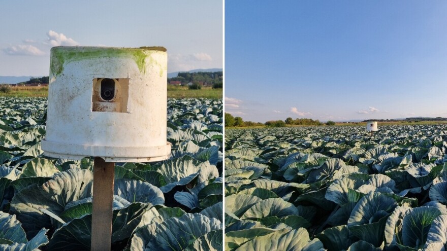 Njiva pod nadzorom: Od kako su postavili kamere, kradljivac kupusa ne dolazi