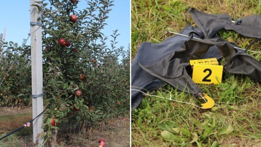 Lopovi haraju njivama u našem komšiluku: Nakon paprika, obrali jabuke