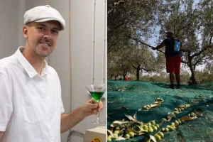 Nikad ranija berba na Mediteranu: Litra novog ulja od zelenih maslina od 150 do 500 eura!