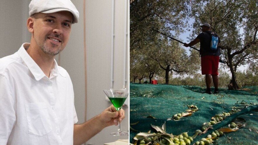 Nikad ranija berba na Mediteranu: Litra novog ulja od zelenih maslina od 150 do 500 eura!