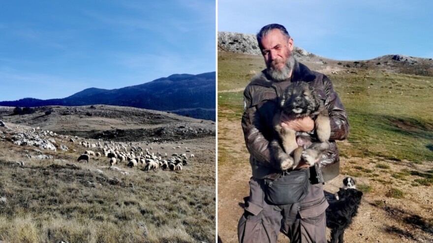 Čije ovce, toga i livada: Kako smo odnijeli muštuluk Mirjani u "nedođiju"