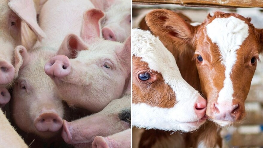 Rast cene prasadi i teladi, jagnjad jeftinija