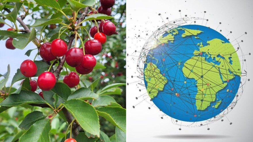 Višnja u brojkama: Zdravlje, privreda i istorija u jednom plodu