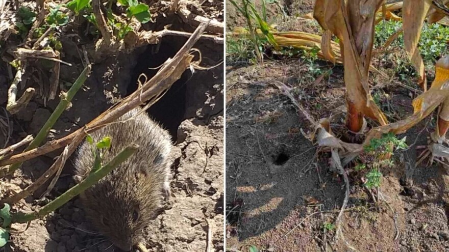 Glodari sve brojniji - najveće štete u usevima uljane repice i lucerištima