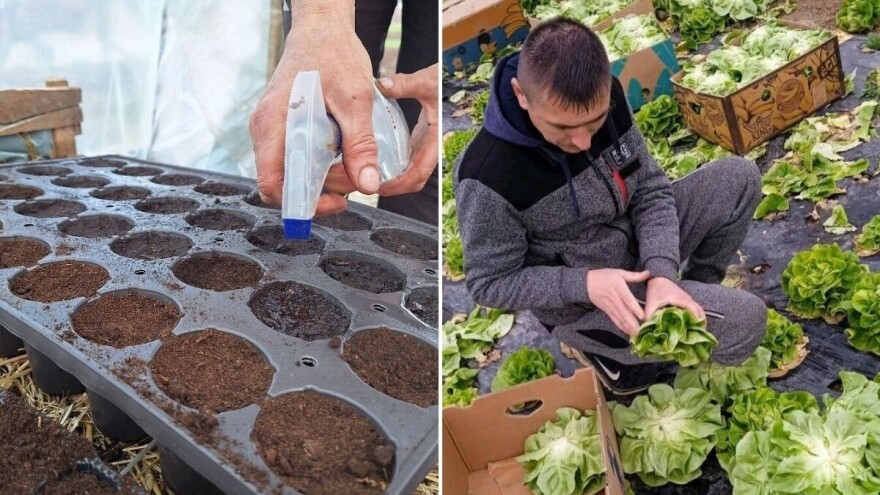 Rana proizvodnja povrća u plastenicima - šta savetuju iskusni proizvođači?