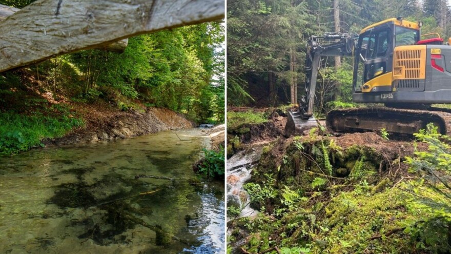 Autohtone dunavske pastrve ponovno zaplivale Bijelom rijekom