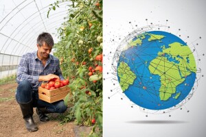 Paradajz - nekoć smatran otrovnim, danas hrani cijeli svijet