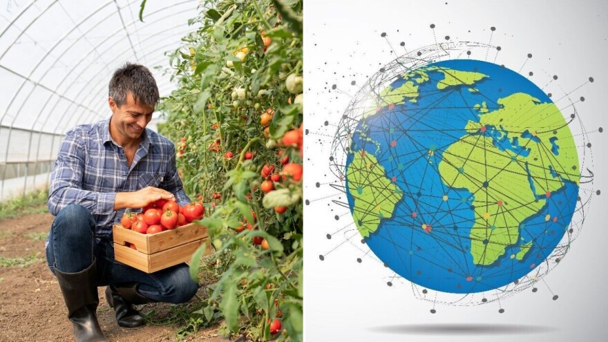 Paradajz - nekoć smatran otrovnim, danas hrani cijeli svijet