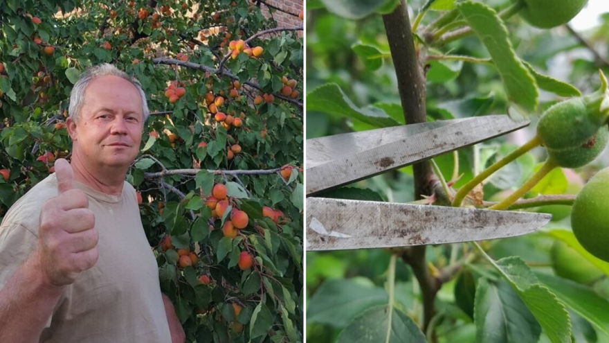 Radovi u voćnjaku - vrijeme je za prorjeđivanje plodova