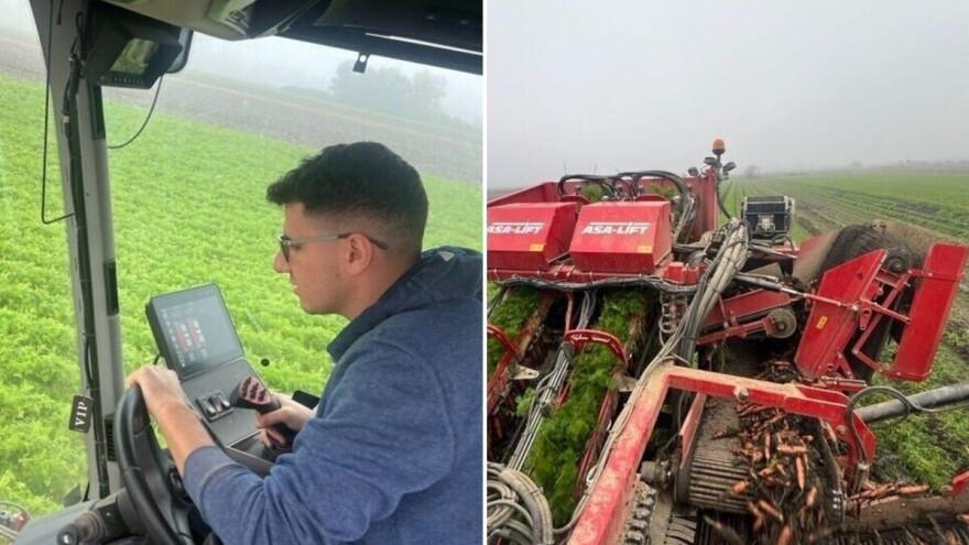 Begečka šargarepa bez premca - prinos odličan, plasman u najveće domaće markete i u inostranstvo