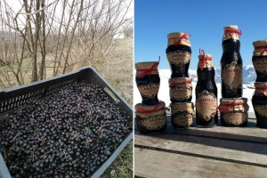 Marina je jedna od retkih koja uzgaja aroniju u istočnoj Srbiji, a pravi najzdraviji matični sok