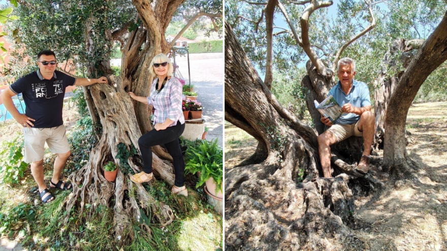 U Žrnovnici pronađeno stablo masline staro preko 1200 godina, ali ne samo ono