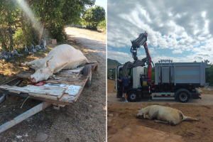 Potvrđen antraks u Hrvatskoj, uvedene hitne mere - kreće vakcinacija goveda