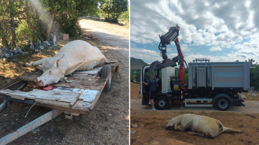 Potvrđen antraks u Hrvatskoj, uvedene hitne mere - kreće vakcinacija goveda